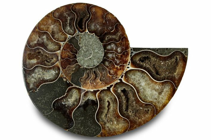 Cut & Polished Ammonite Fossil (Half) - Madagascar #323303